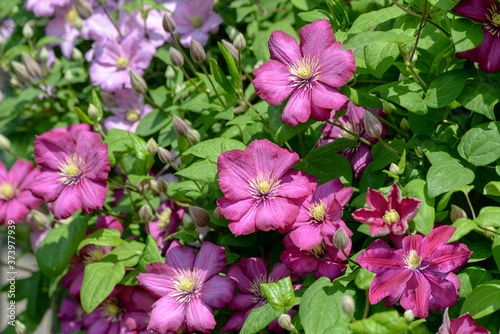 pink clematis flowers in the garden
