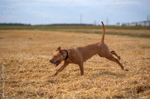 Handsome American Pit Bull Terrier runs fast on the mown field.