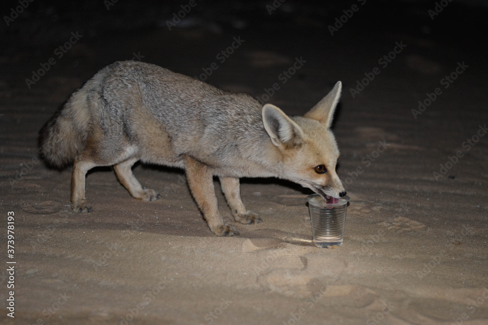 Fototapeta premium Fox