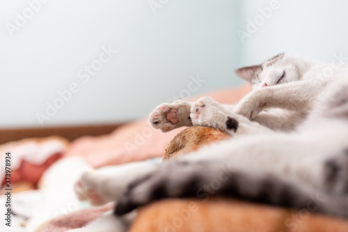 Bottom part of paws of the sleeping cat, low angle view. photo