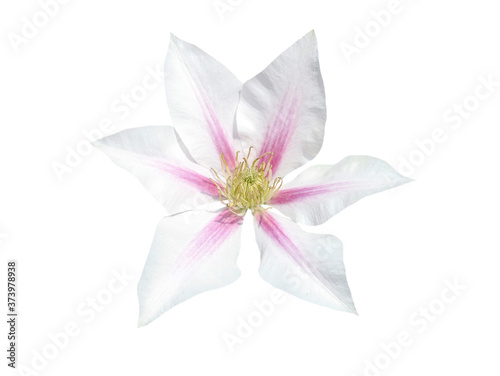 white and pink clematis isolated on white