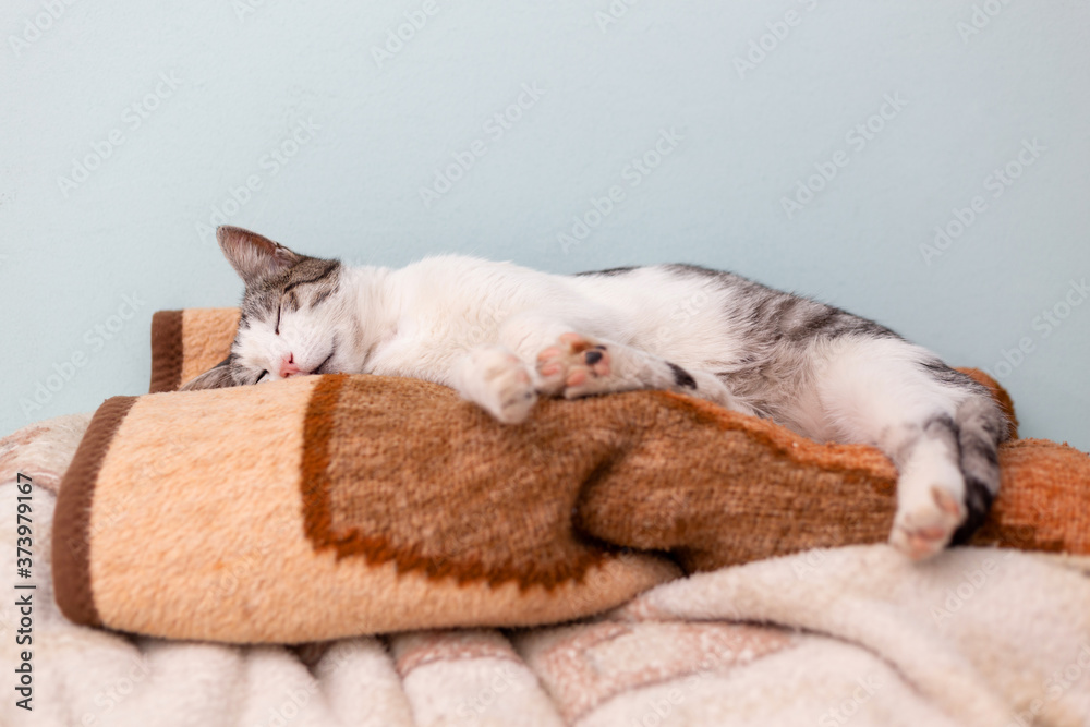 Beautiful domestic cat cozy curled sleeping on pile of blankets in bedroom, low angle view.