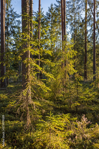 Low spruce trees lit by the rays of the setting sun.