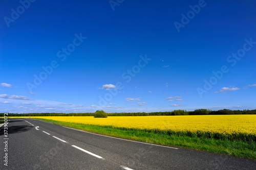 route de campagne colza jaune et ciel bleu,, Seine-et-Marne en Île-de-France, France