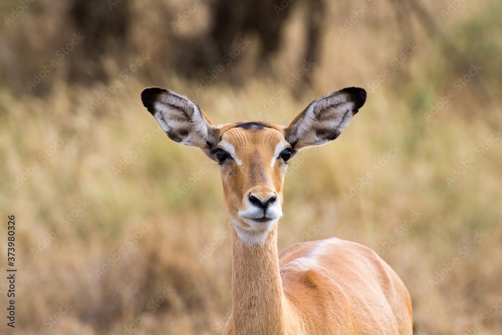 Antelope close up. Serengeti National Park, Tanzania, Africa Antelope close up. Serengeti National Park, Tanzania, Africa