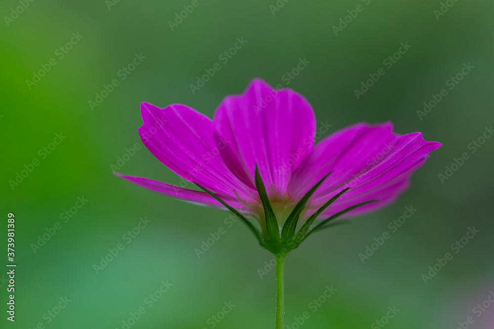 Lila Blüte alleinstehend Lila Blüte alleinstehend