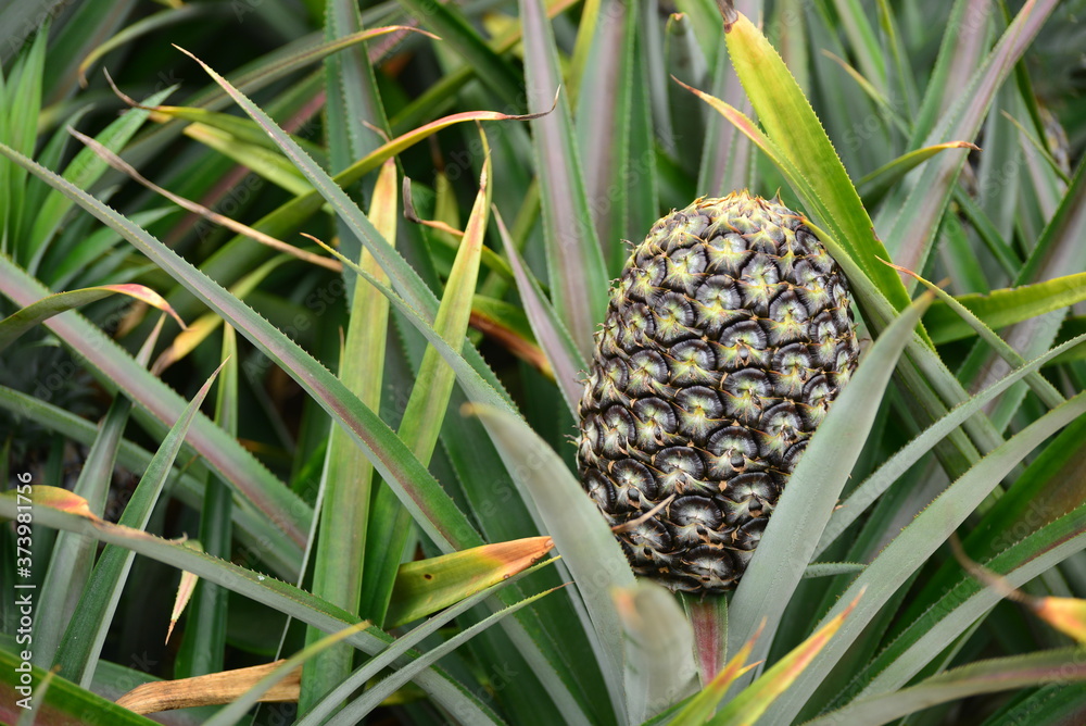 Close up of fresh ripe pineapple. Macro.
Close up of fresh ripe pineapple. Macro.