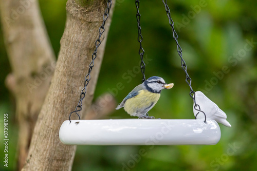 Vogel an Tränke mit Nuss im Schnabel photo