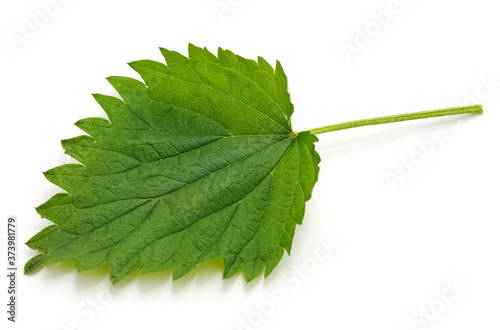 Green leaf nettle.