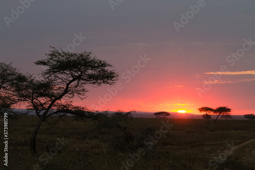 Dawn at Serengeti National Park  Tanzania  Africa