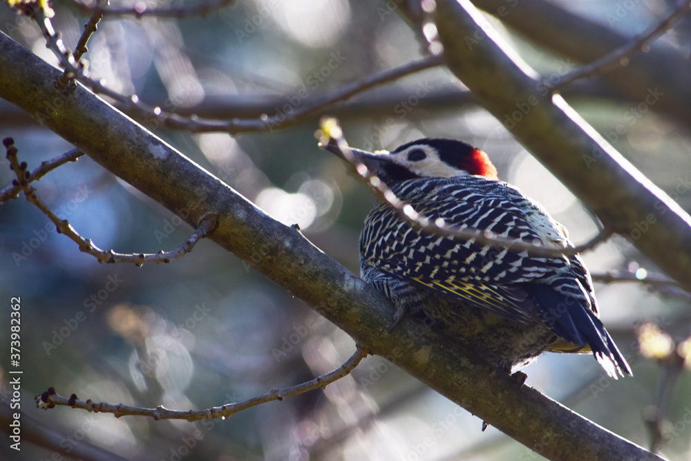 pajaro carpintero con cresta roja pajaro carpintero con cresta roja