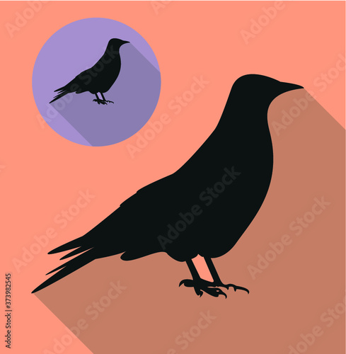 Jackdaw, daw