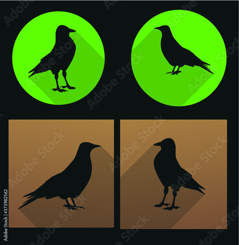 Jackdaw, daw
