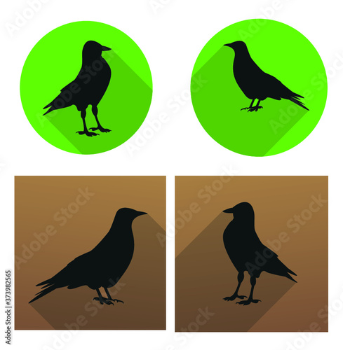 Jackdaw, daw
