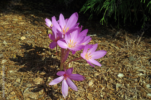 Colchicum autumnale photo