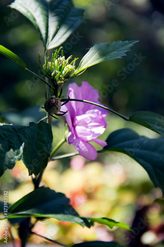 A beautiful purple flower in my garden.