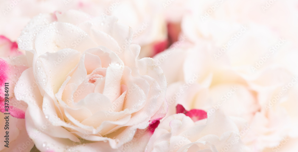 Light pink roses background