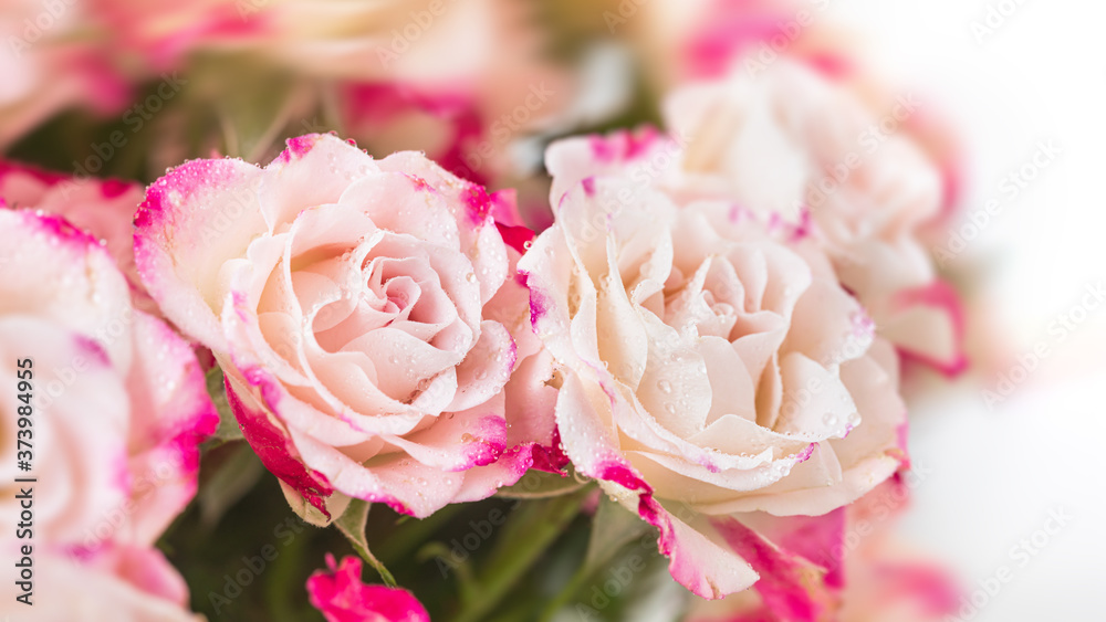 Light pink roses background Light pink roses background