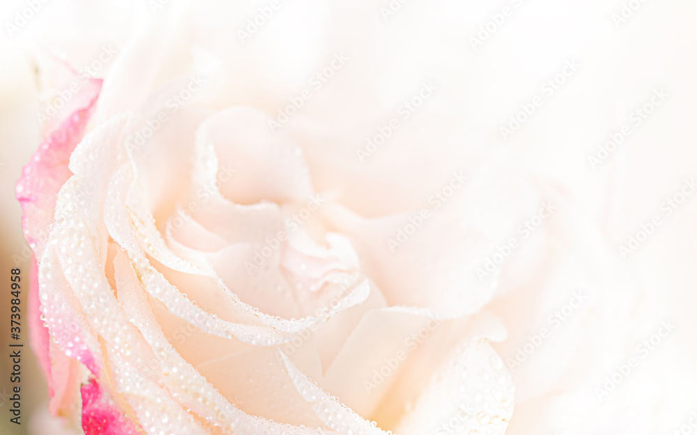 Fototapeta premium Light pink roses background