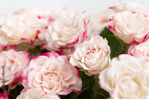 Light pink roses background