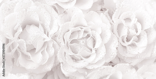 Light pink roses background © misu