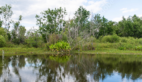 Lake Trafford in South Florida showing the swamp and mangrove with lush plants on a bright, sunny day