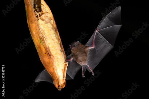 Long-tongued bat sucks nectar banana black background
