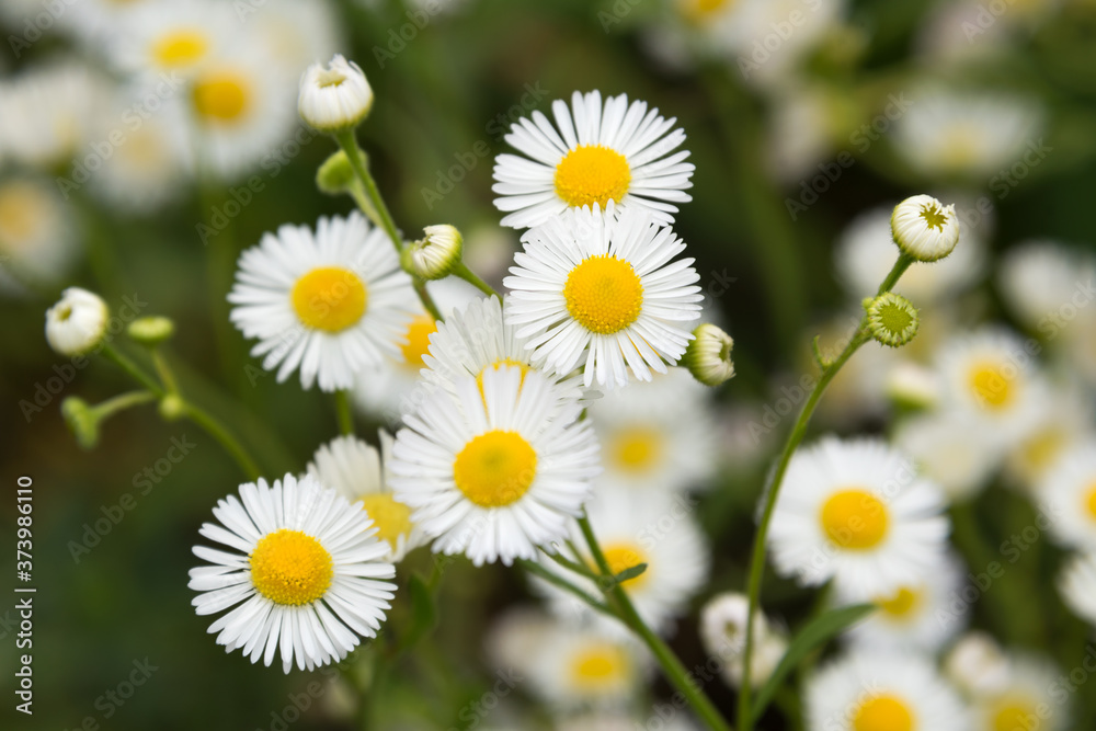 Field of chamomile at nature. Chamomile daisy flowers field on summer day. Small white flowers, blooming medical daisies. Wild herb plants. Field of chamomile at nature. Chamomile daisy flowers field on summer day. Small white flowers, blooming medical daisies. Wild herb plants.