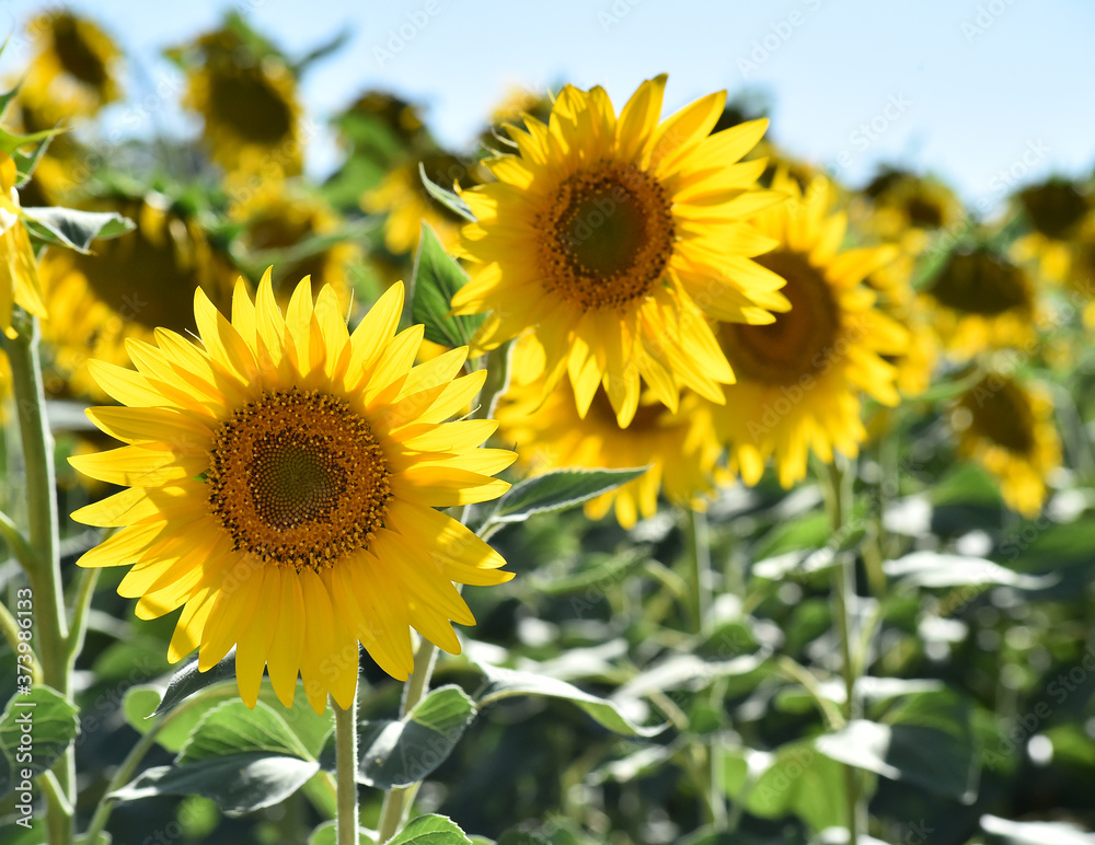 girasoles en el campo