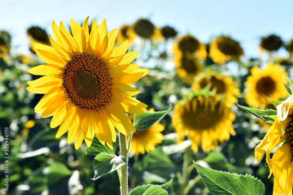 girasoles en el campo girasoles en el campo