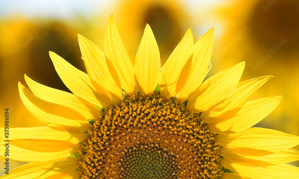 Naklejka premium girasoles en el campo