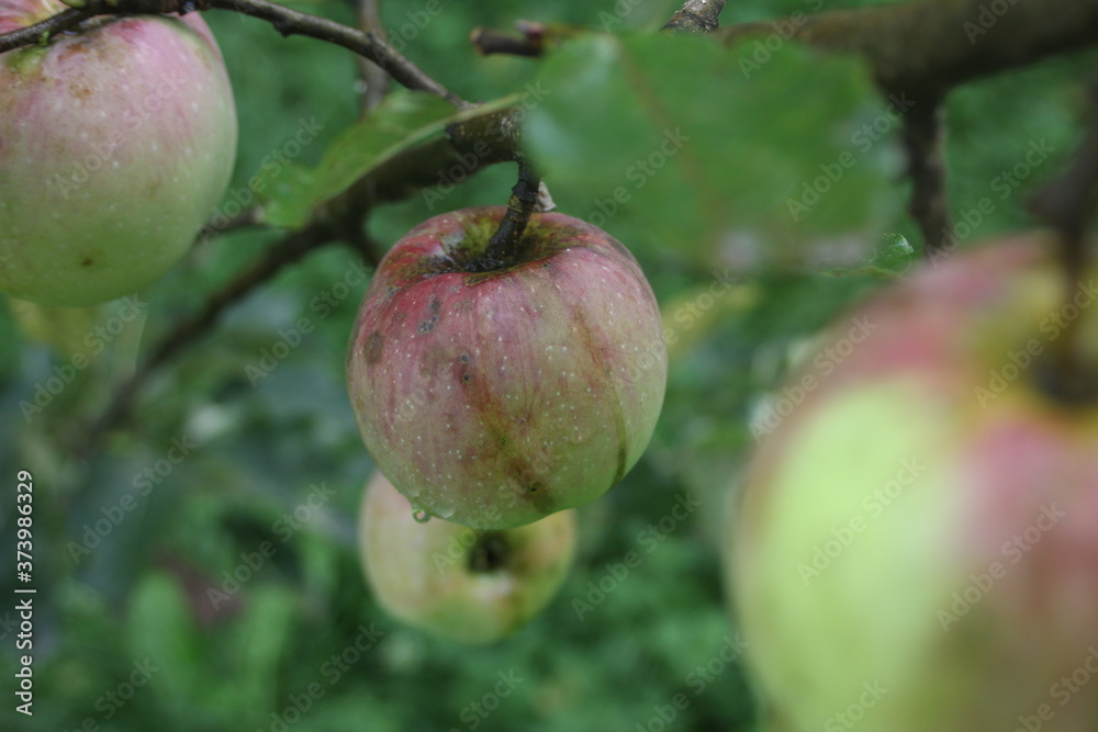 apples on tree apples on tree