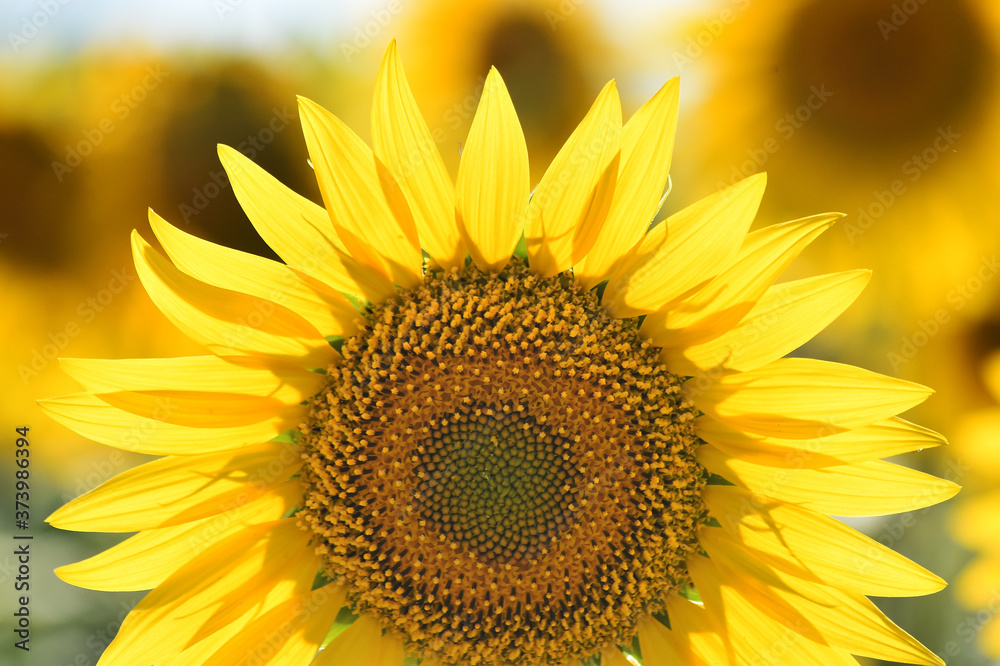 Obraz premium girasoles en el campo