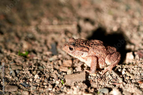 Eurpoean toad at night