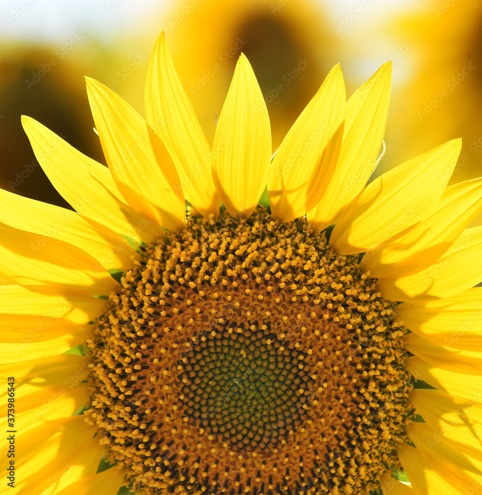 Fototapeta premium girasoles en el campo
