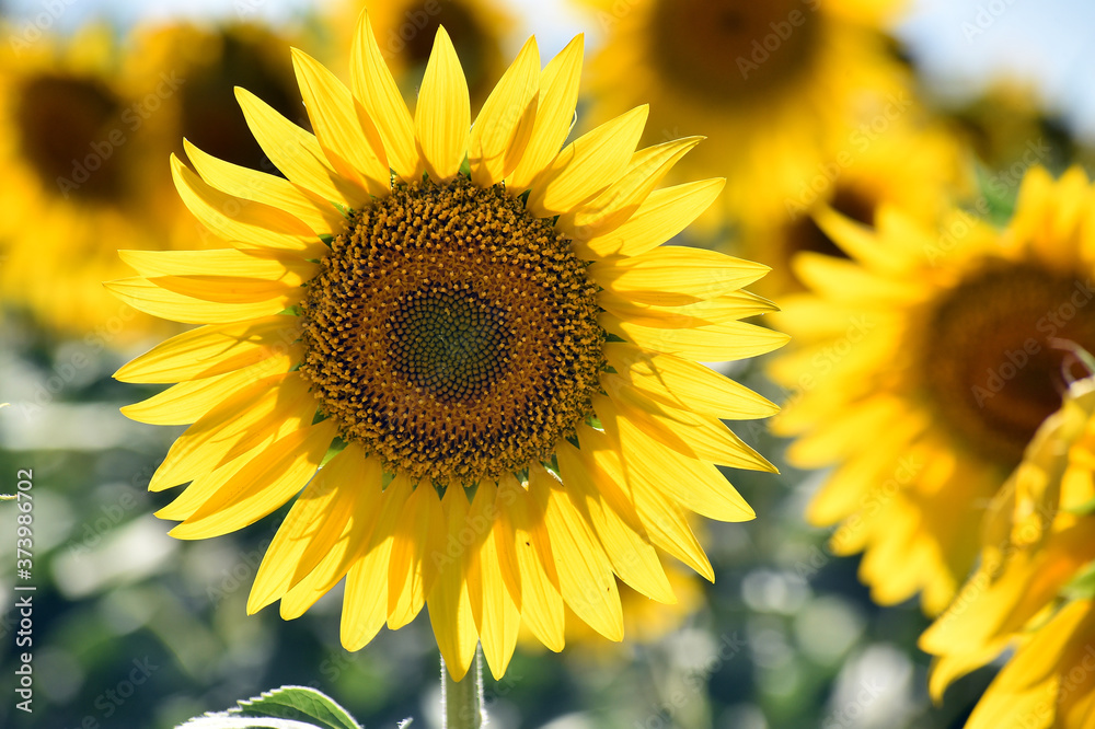 Fototapeta premium girasoles en el campo