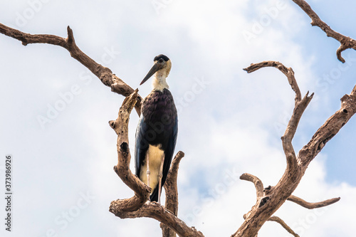 Sri Lanka, Wilpattu National Park