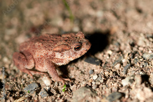Close view of toad in mud, european Bufo Bufo