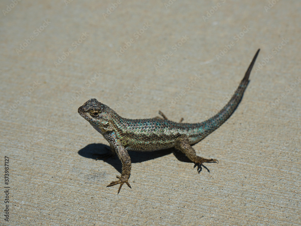Fototapeta premium A california fence lizard aka Elgaria multicarinata multicarinata.