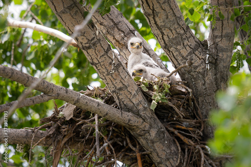 Red tailed hawk