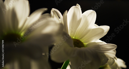 Night image of hard illuminated daisys flower in close up.