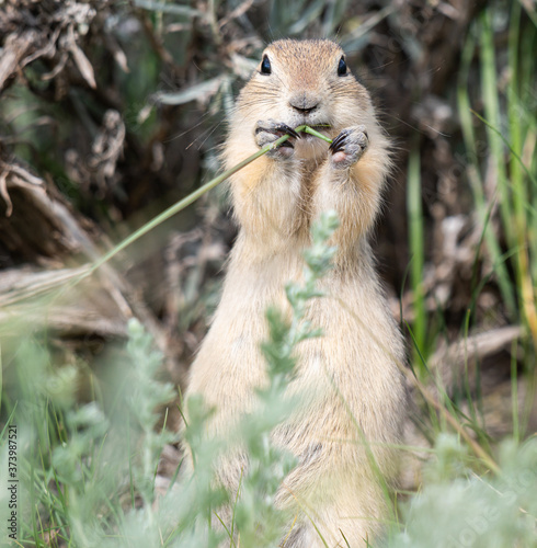 Richardson ground squirrel photo