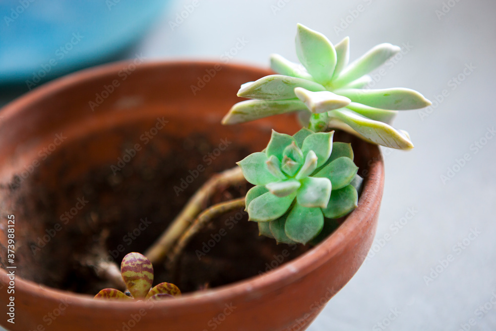 Plant foliage plants in the garden, tidy up succulents, have flower pots and other flowers on the floor Plant foliage plants in the garden, tidy up succulents, have flower pots and other flowers on the floor