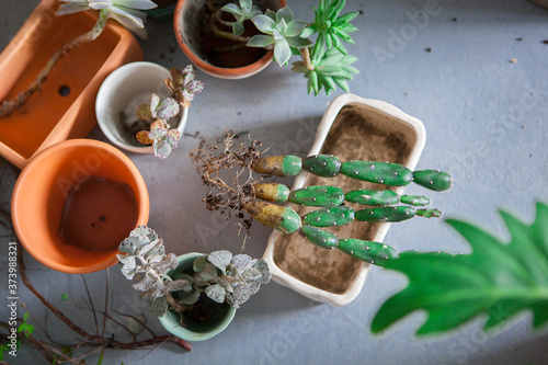 Wallpaper Mural Plant foliage plants in the garden, tidy up succulents, have flower pots and other flowers on the floor Torontodigital.ca