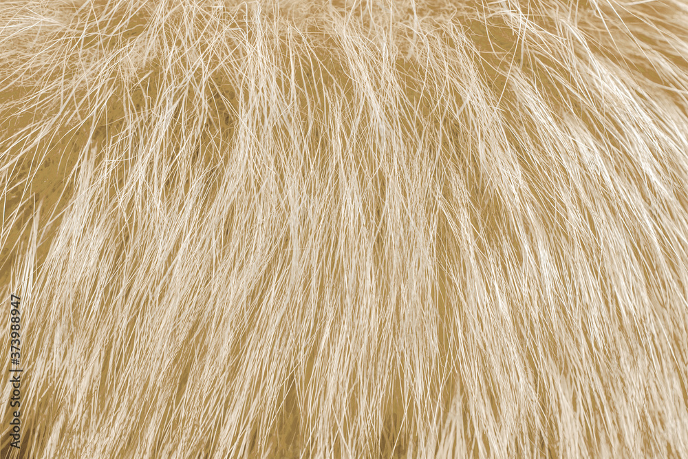 Fototapeta premium Light fur as background. Close up