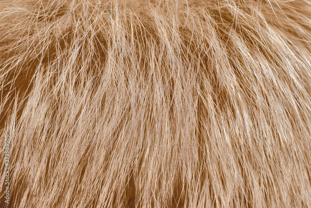 Fototapeta premium Light fur as background. Close up