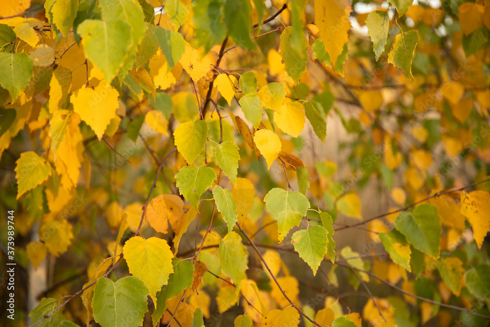 Abstract image of yellow autumn leaves on tree branch