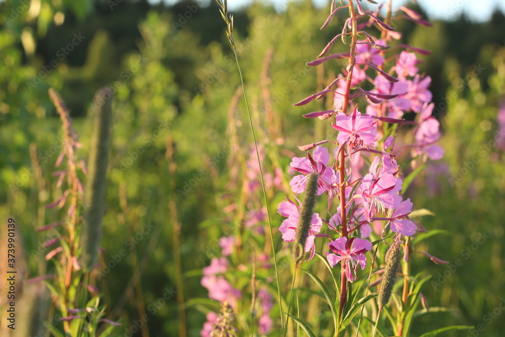 Fototapeta premium pink flowers in the meadow