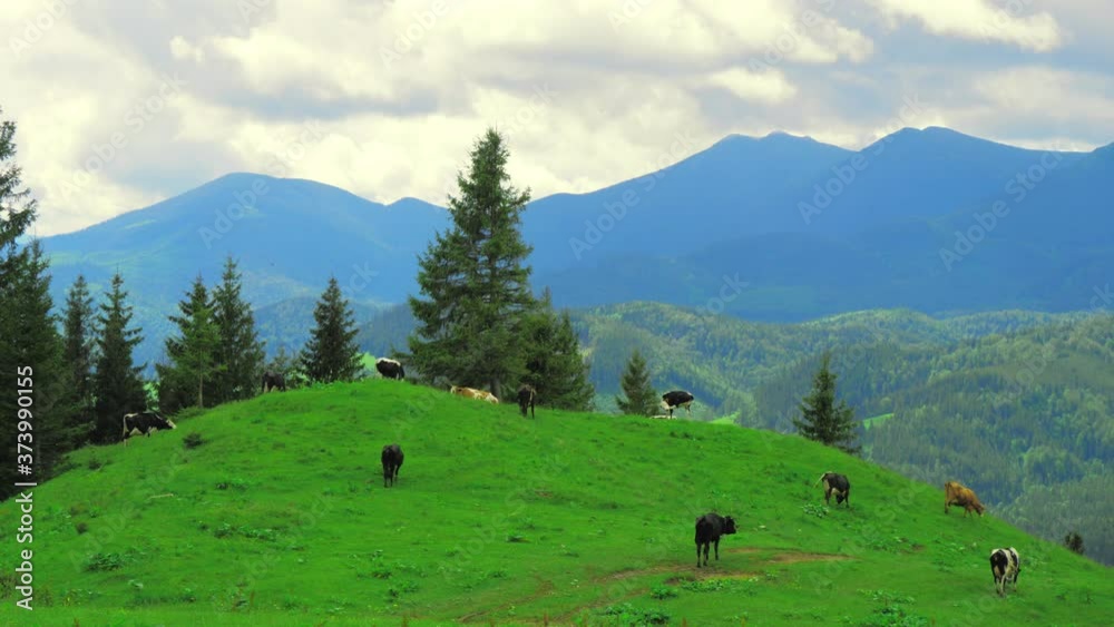 Cow mountain grass eating farm wild animal Cow mountain grass eating farm wild animal