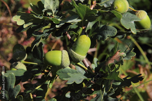 acorns on oak branches with green leaves